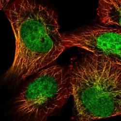 CAPSL Antibody, Novus Biologicals:Antibodies:Primary Antibodies